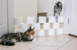 Toilet paper challenge sur Instagram