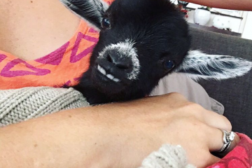 Penny Lane la chèvre