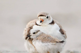 AudubonSociety, les oiseaux extravagants