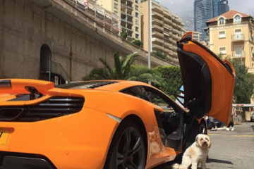 RichDogsOfIG, les chiens les plus riches sur Instagram