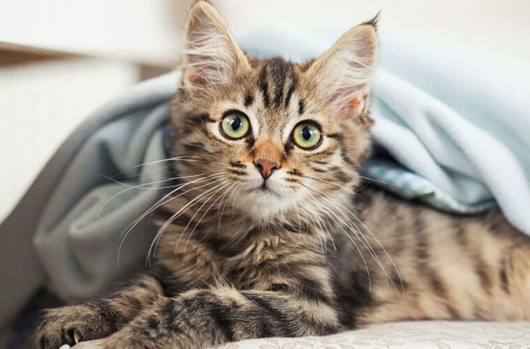 10 astuces pour rendre votre chat heureux 5542219 759x500