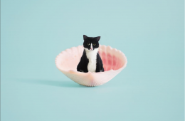 PrincessCheeto, la chatte la plus cool d'Internet