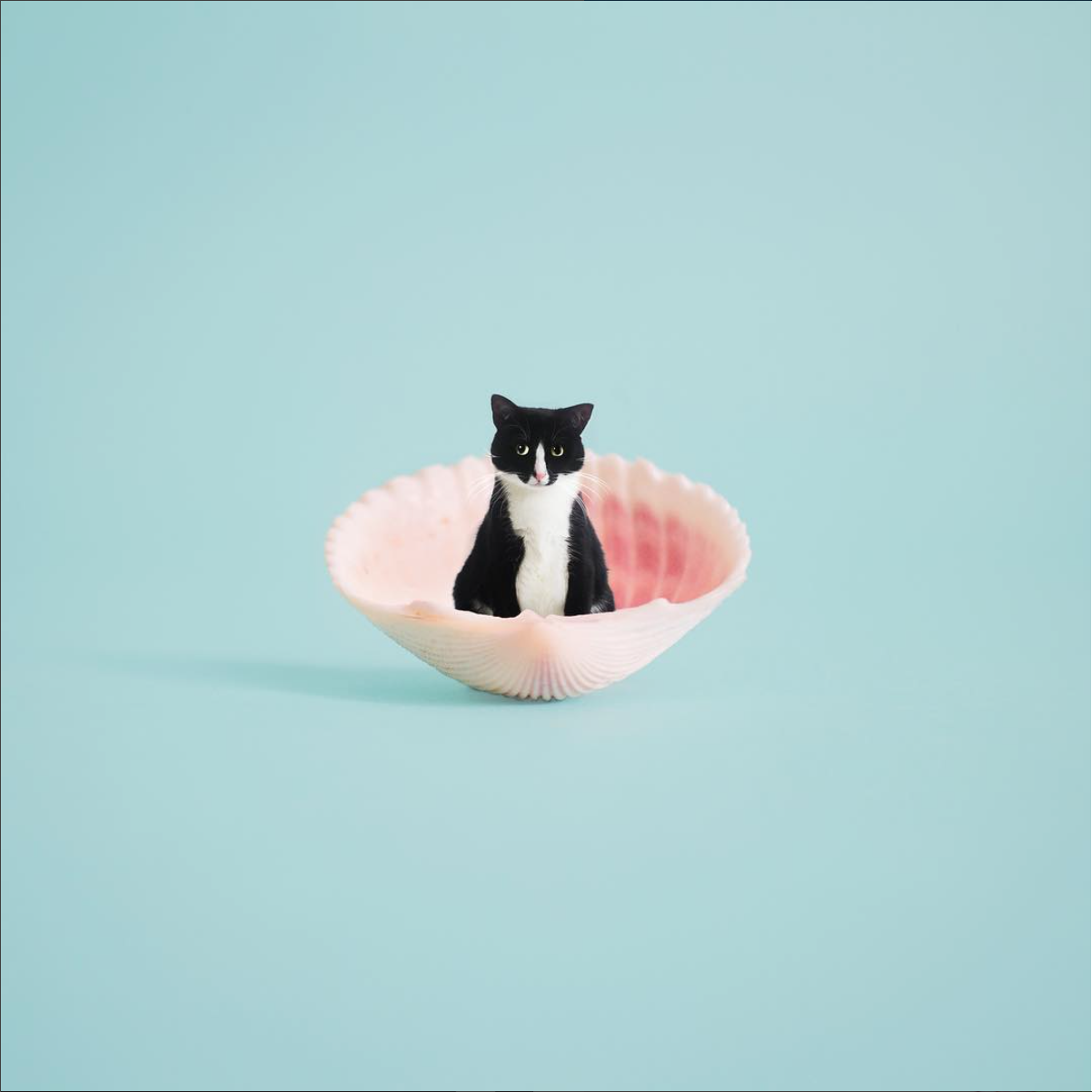 PrincessCheeto, la chatte la plus cool d'Internet