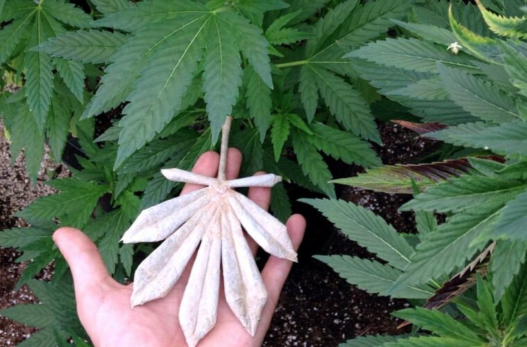 smokeableart-cannabis-influenth