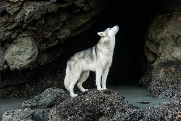 LokiTheWolfdog, le chien loup et son maître