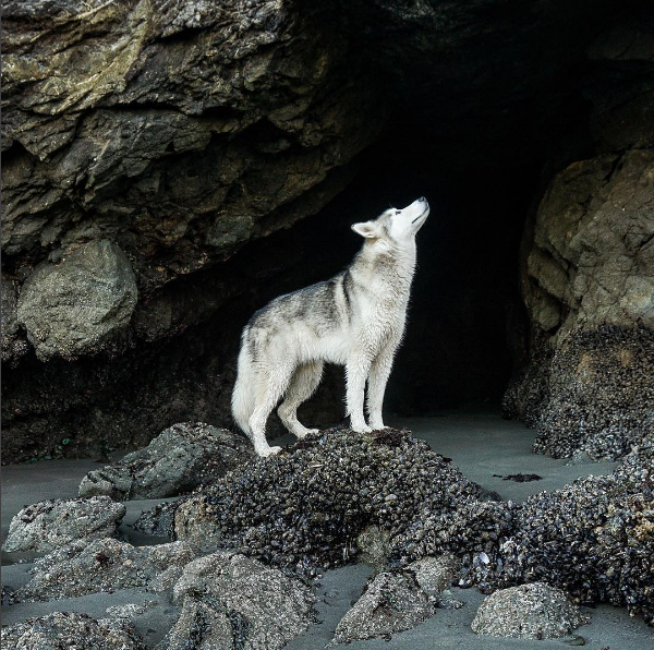 LokiTheWolfdog, le chien loup et son maître