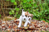 PuppiesForAll, votre dose de cuteness du lundi