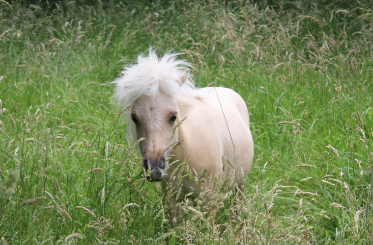 influenth instagram teddytheshetland poney 759x500