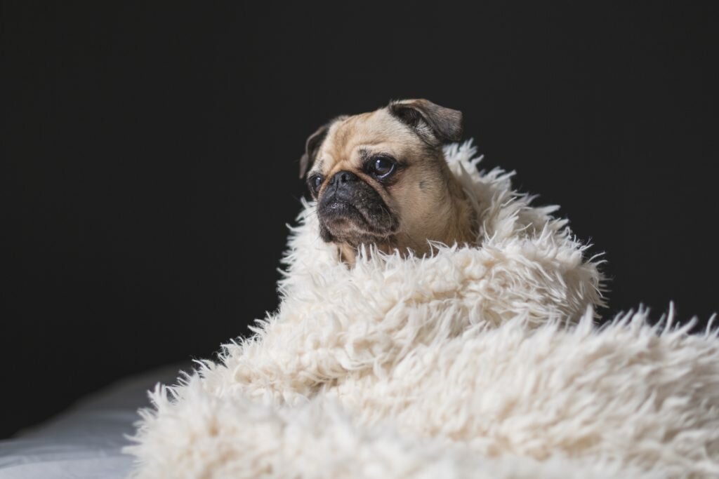 the dog agency 1024x683