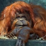 « Je suis dégoûté d’être là » : Greg Guillotin bouleversé par Nénette, captive à Paris depuis 1972, dans une vidéo qui relance le débat sur les zoos