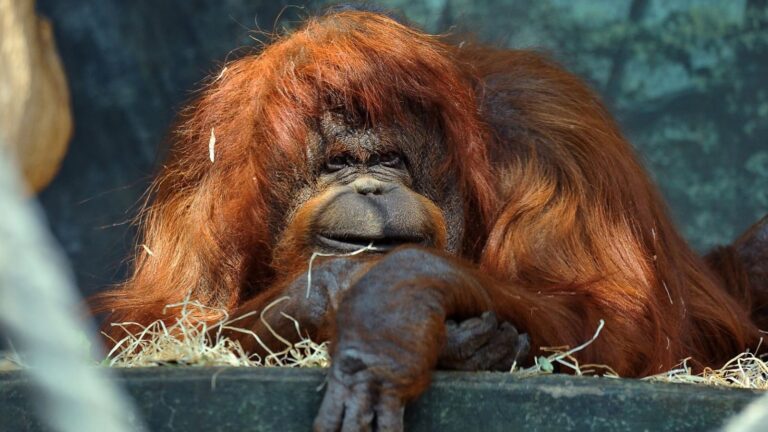 « Je suis dégoûté d’être là » : Greg Guillotin bouleversé par Nénette, captive à Paris depuis 1972, dans une vidéo qui relance le débat sur les zoos