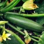 Julien Doré dévoile son astuce au coton-tige pour bien féconder les courgettes et obtenir une belle récolte