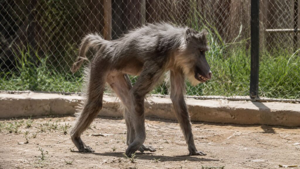 Un youtubeur filme un primate extrêmement maigre au zoo de Rabat : ses images poussent la SPA du Maroc à mettre l’établissement en demeure