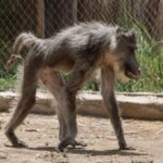Un youtubeur filme un primate extrêmement maigre au zoo de Rabat : ses images poussent la SPA du Maroc à mettre l’établissement en demeure